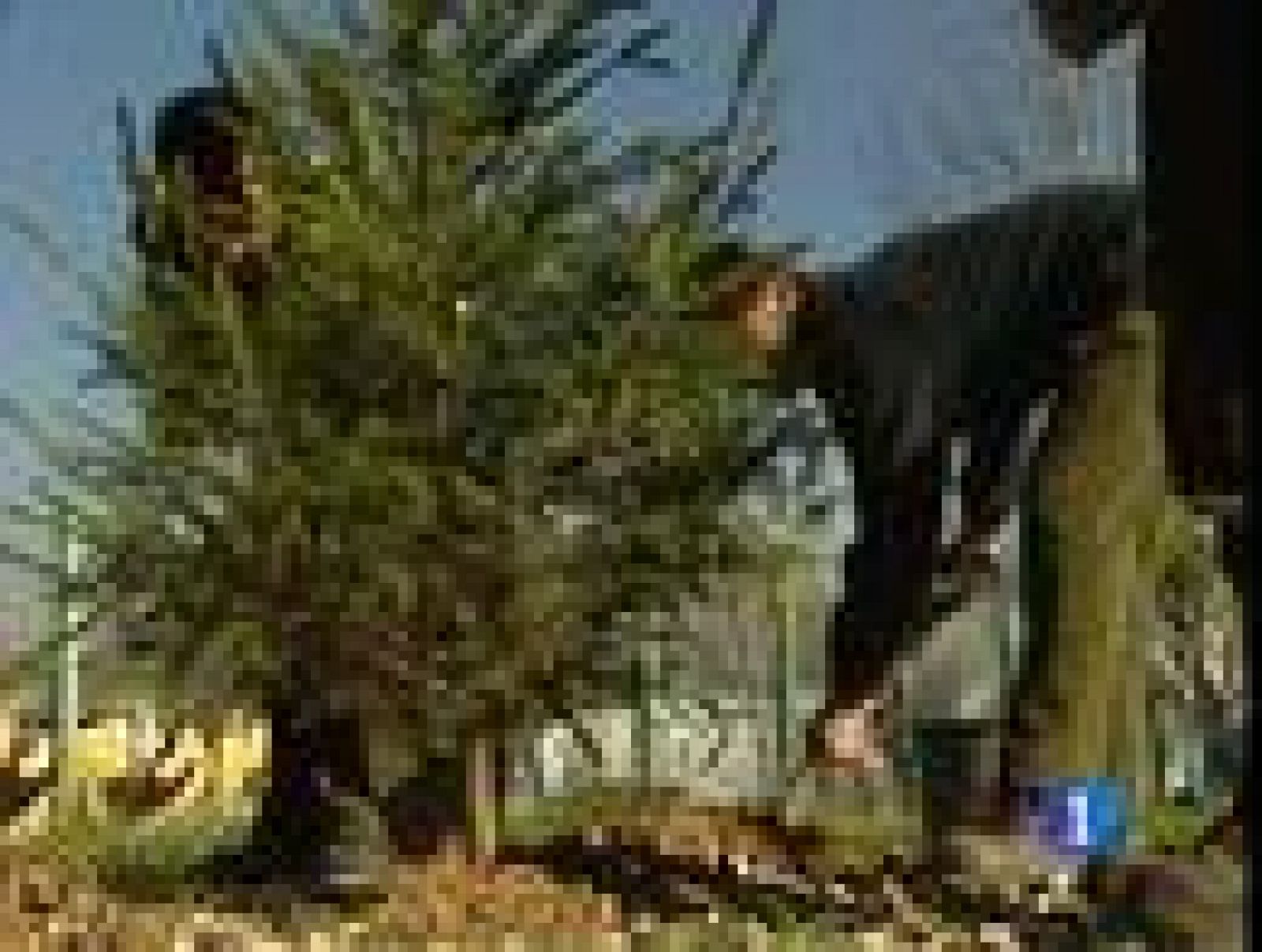 Las campañas de recogida de abetos navideños cada año reciben menos ejemplares