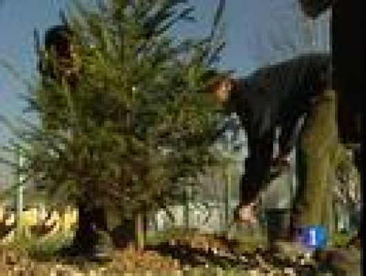 Telediario 1 - Recogida de abetos navideños
