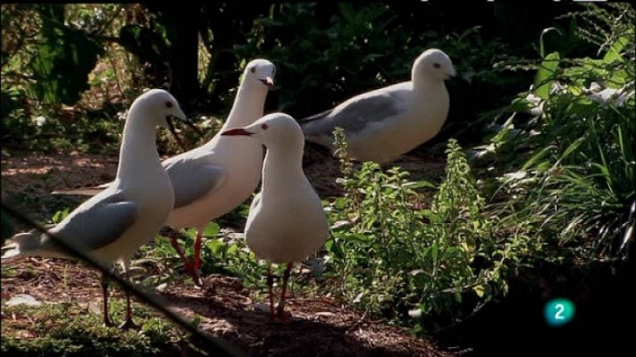 Biodiario - Biodiario - 13/01/11