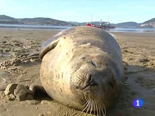 TeleCantabria - Telecantabria - 14/01/11