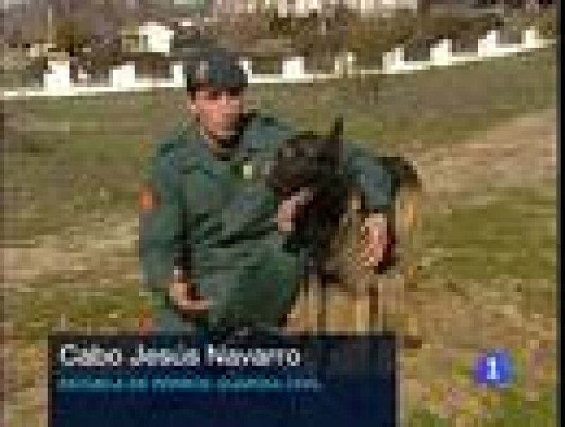 Perros entrenados para ayudar en catástrofes