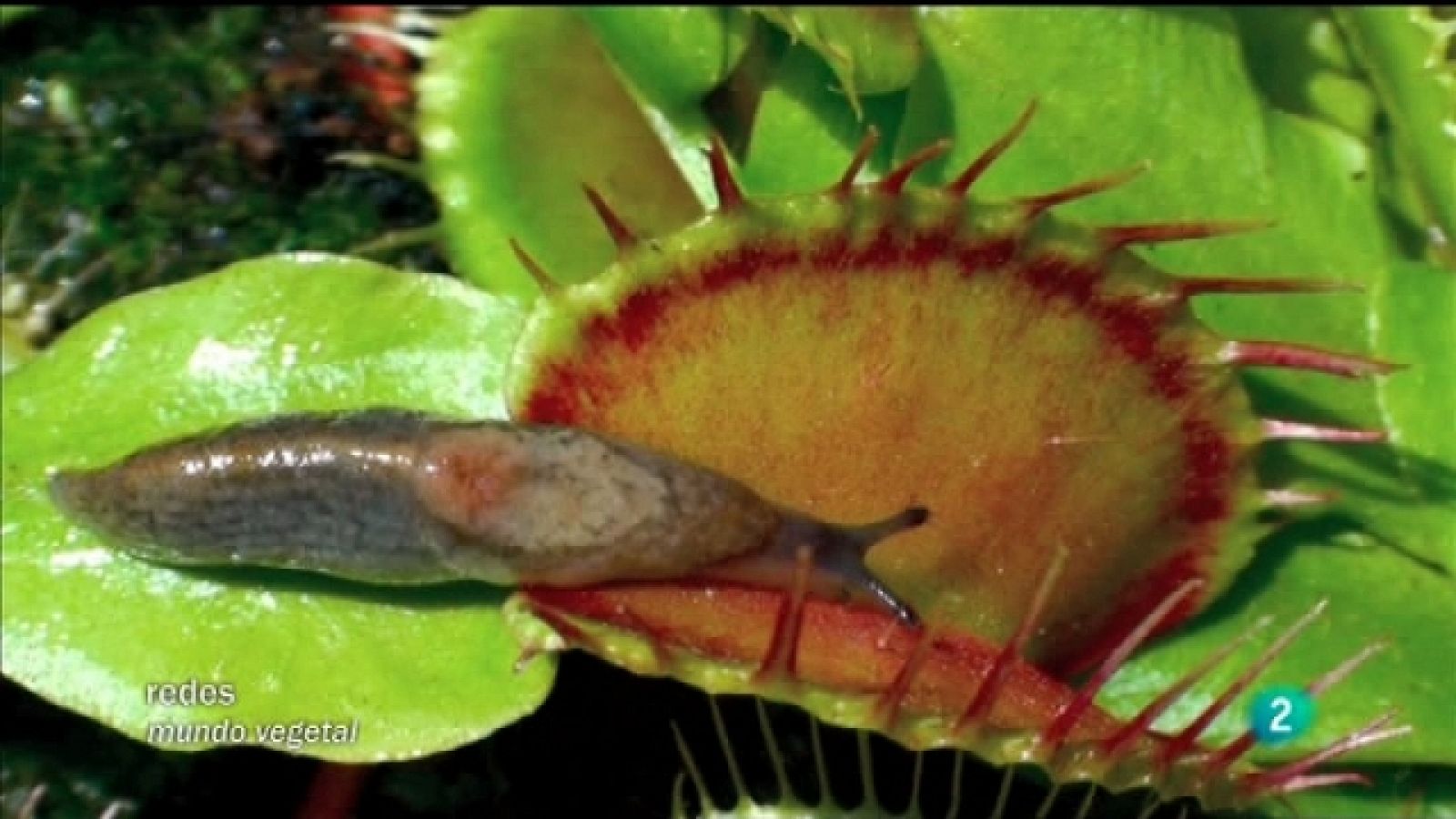 Redes - Las raíces de la inteligencia de las plantas