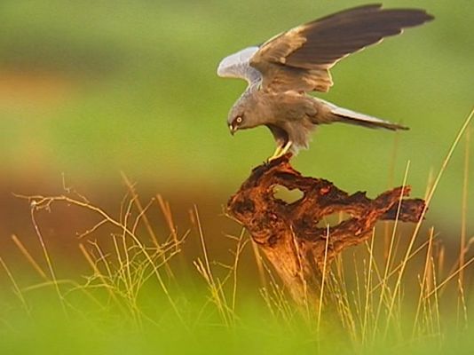 Las mejores fotos de aves