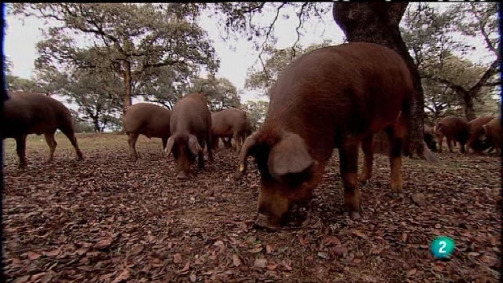Biodiario - 20/01/11 - Biodiario | Ver