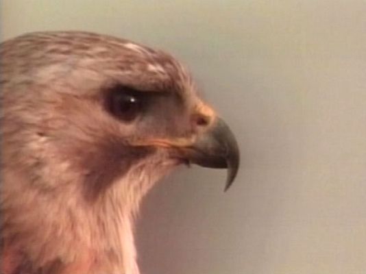 La 2 Noticias - Una historia de amor entre halcones