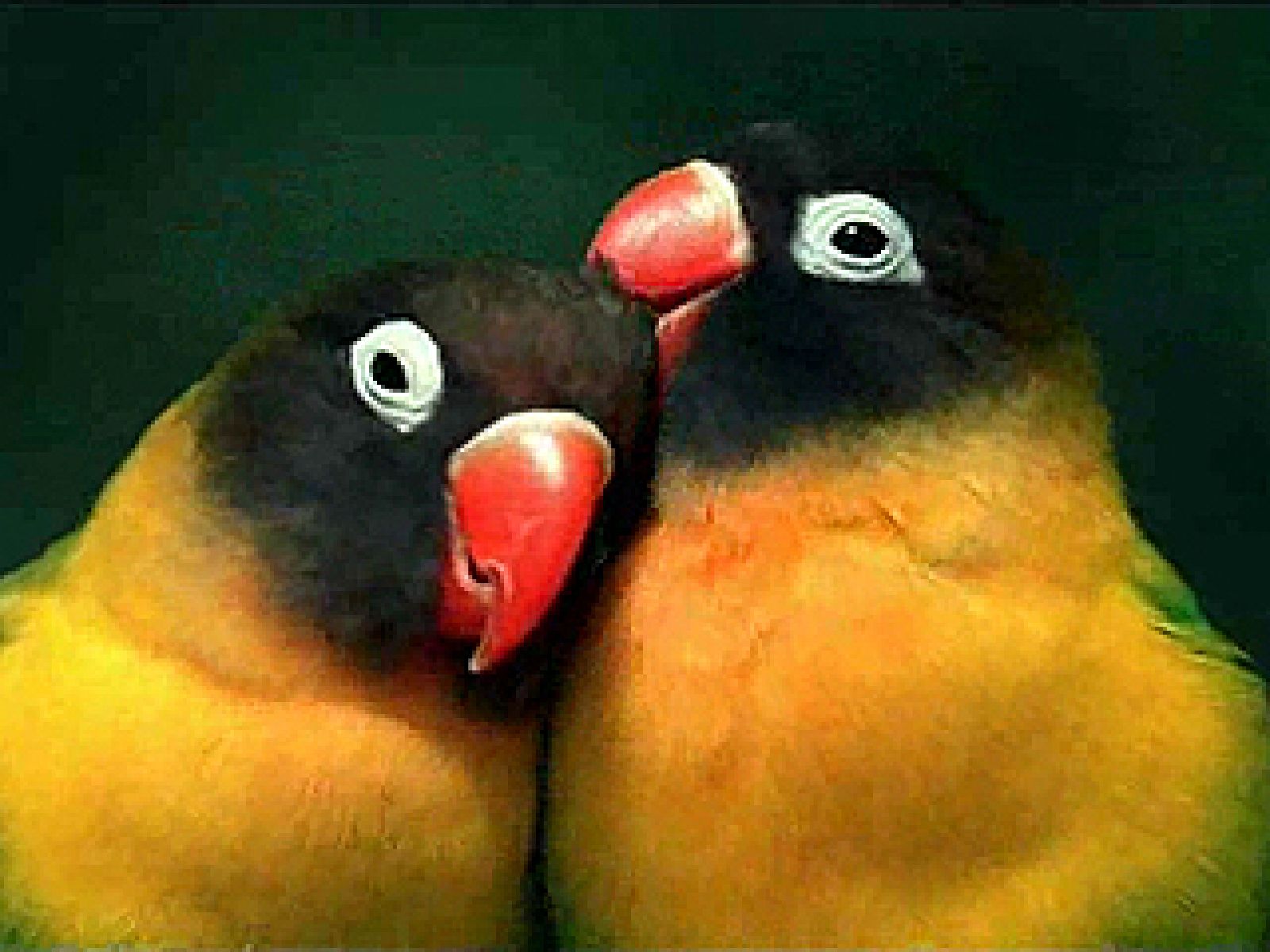 UNED - La biodiversidad de nuestro planeta se extingue (21/01/11) | Ver