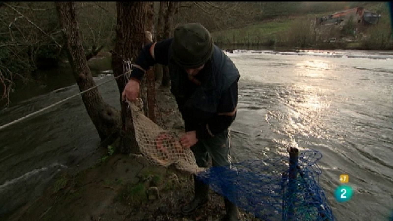 Jara y sedal - La pesca tradicional de la lamprea en Galicia