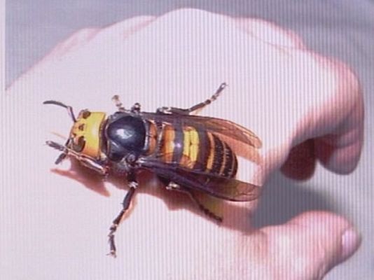 La 2 Noticias - La avispa asiática llega a España