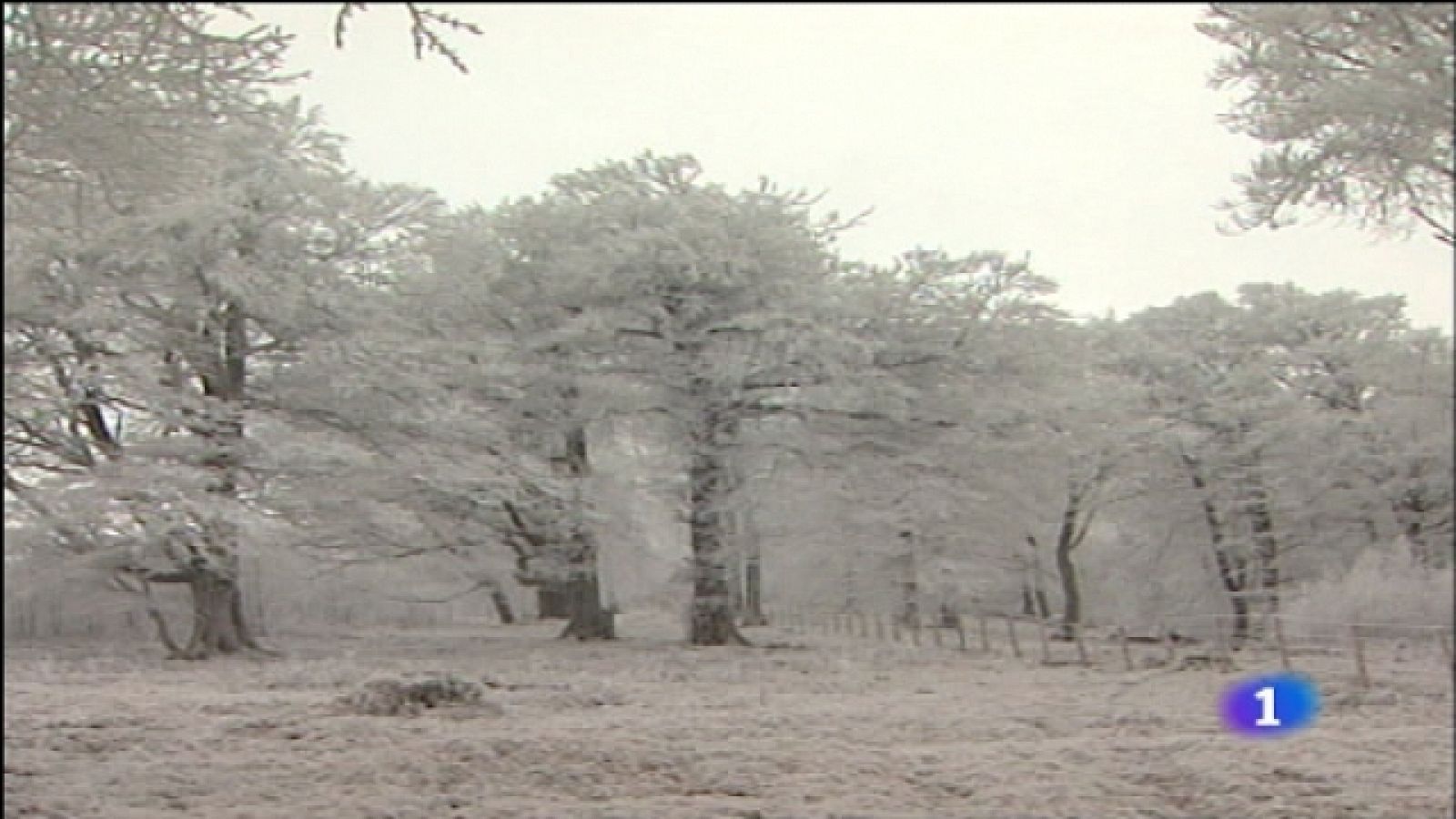 Telediario - 21 horas - 22/01/11 | Ver