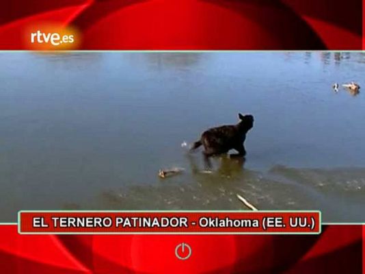 Un ternero patinador