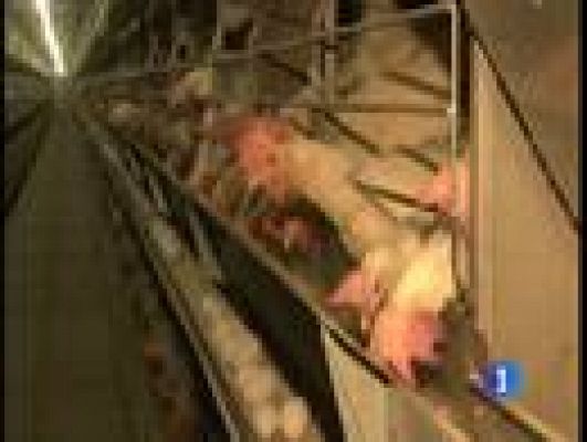 Telediario 1 - Piensos contaminados por dioxinas