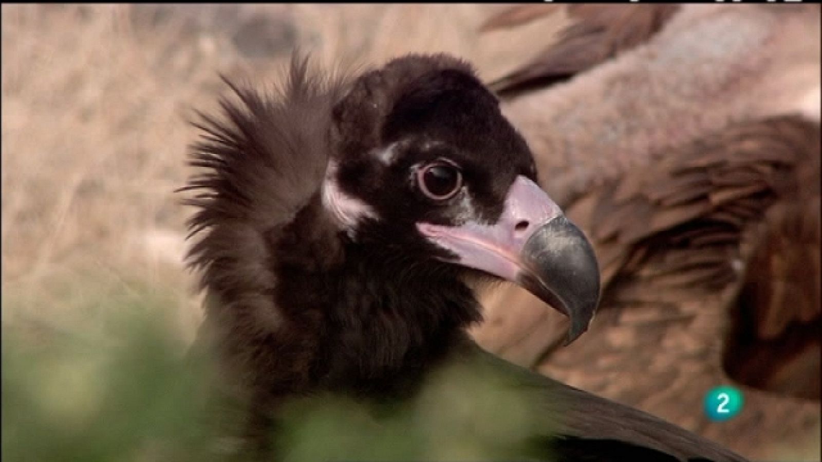 Biodiario - 25/01/11 - Biodiario | Ver