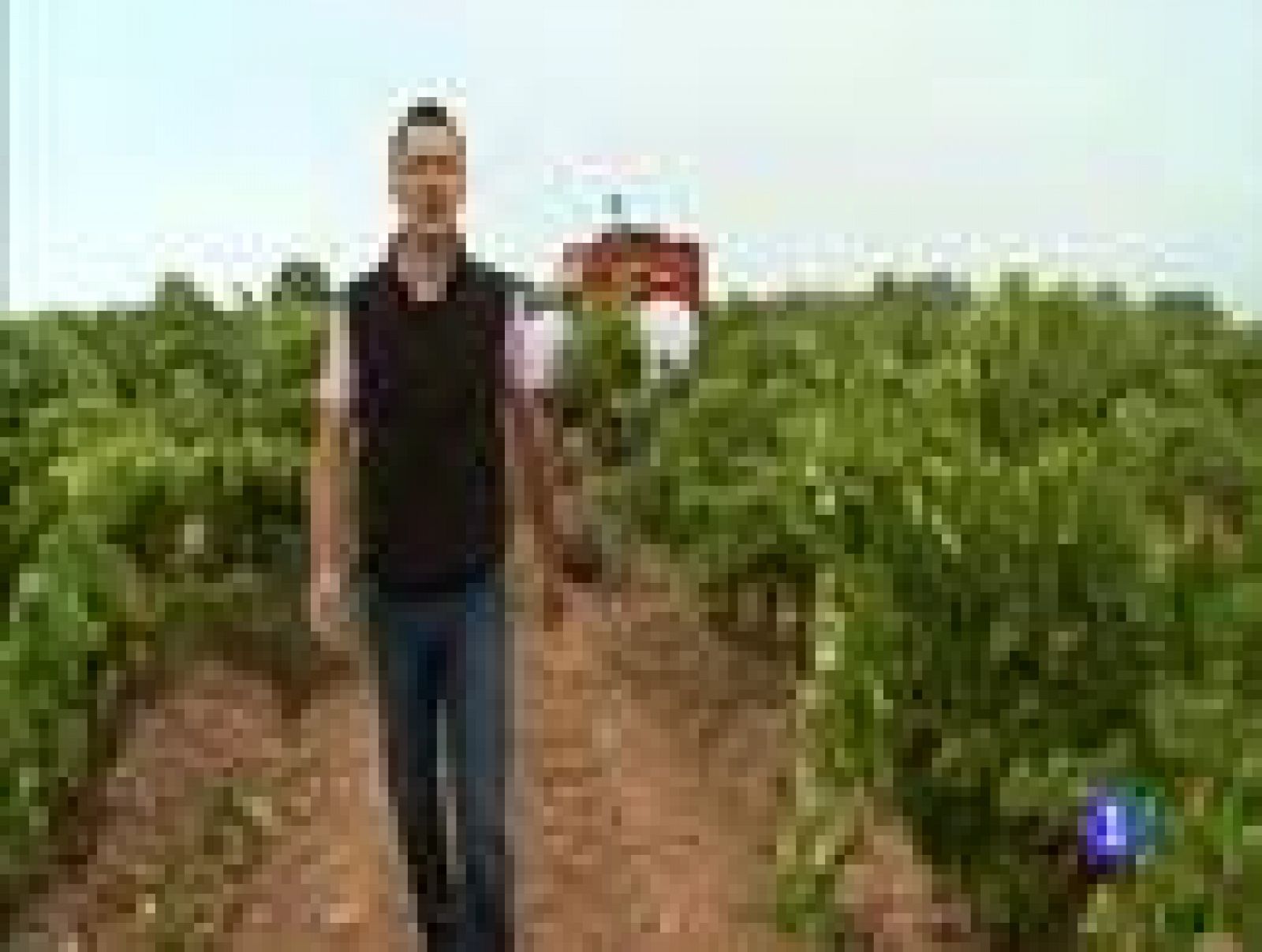 Destino: La Rioja II, Oliviere