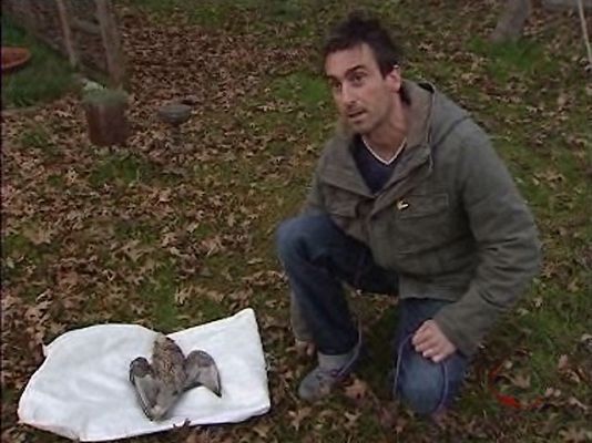 Ciencia y tecnología en Rtve.es - Matan a un halcón por venganza