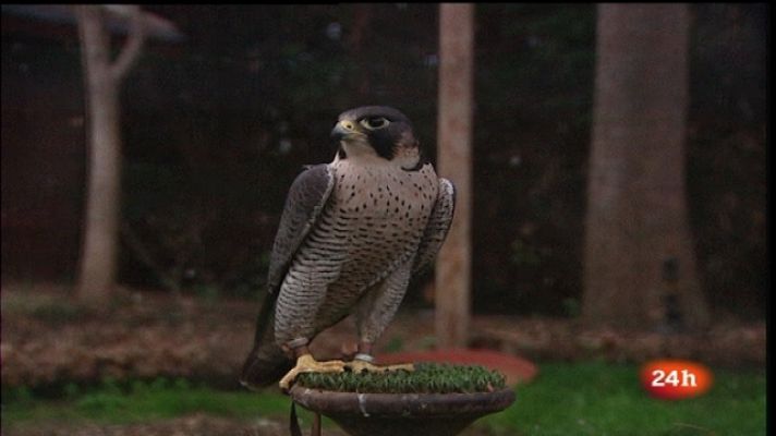 España en 24h - España en 24 horas - 26/01/11