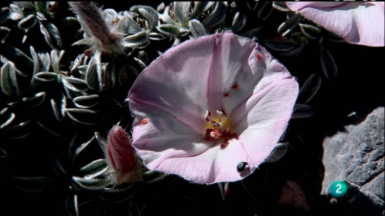 Biodiario - 26/01/11 - Biodiario | Ver