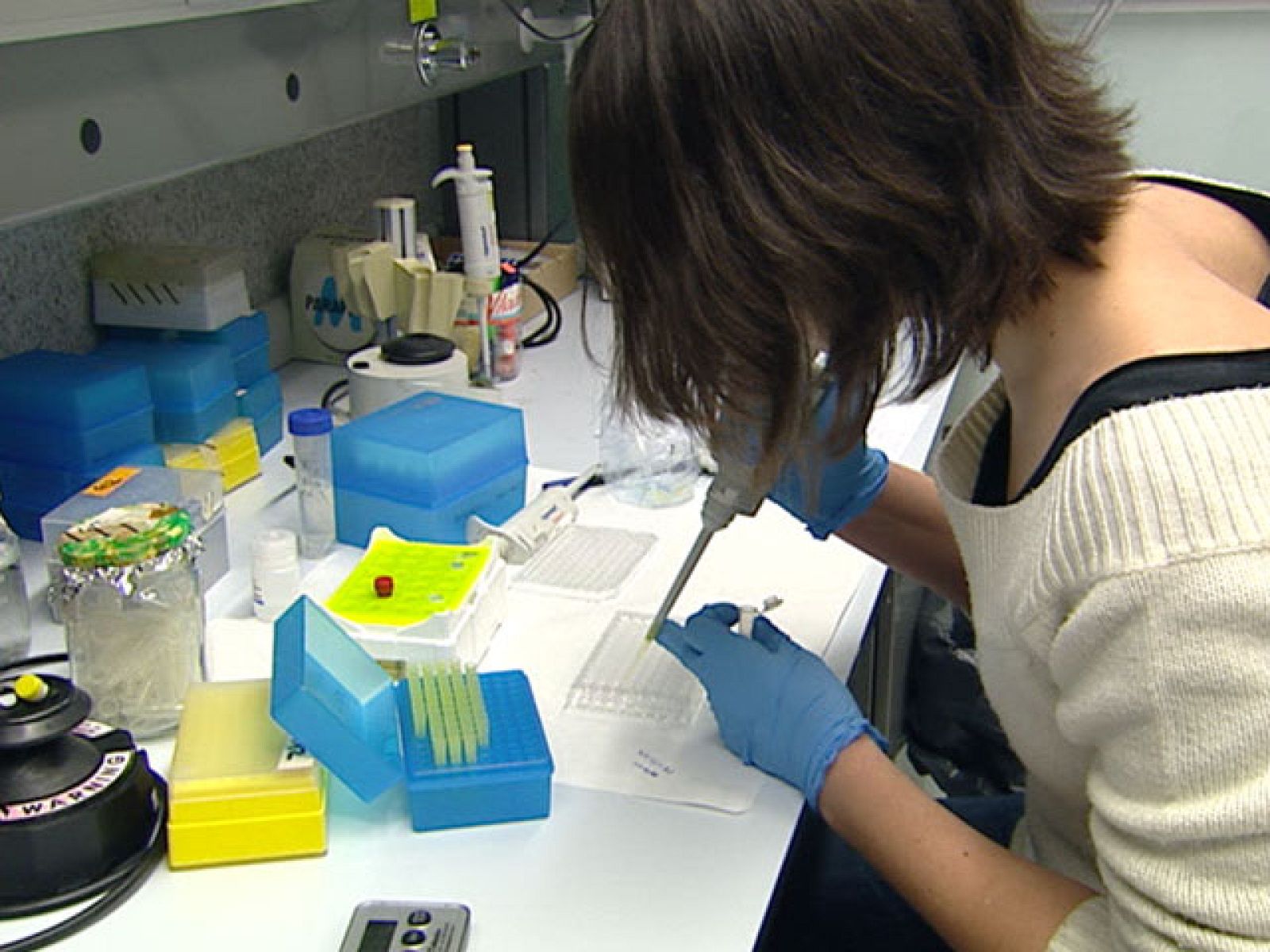 Descifran el genoma del orangután | Ver