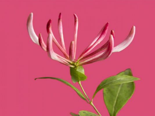 La 2 Noticias - Este año es del color rosa madreselva