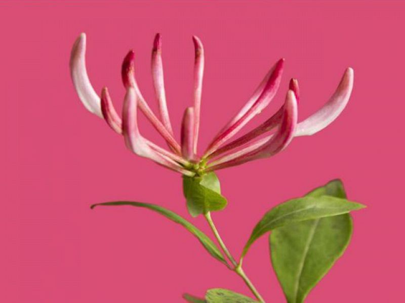 Este año es del color rosa madreselva 