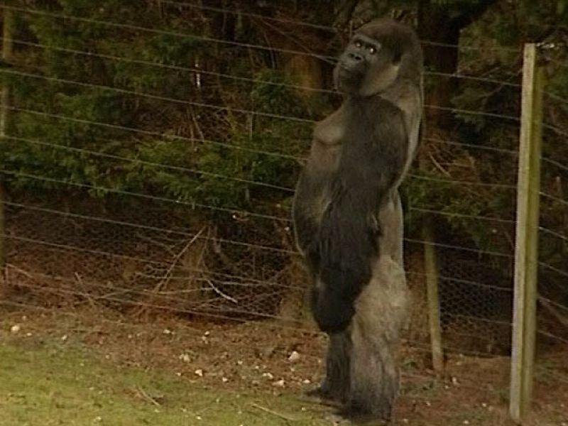 Ambam, el gorila que camina como las personas
